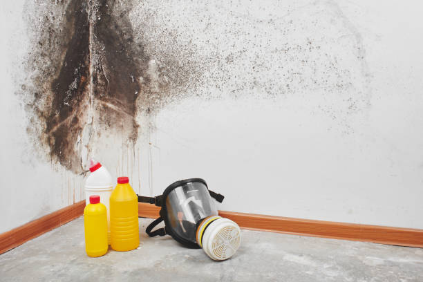 Best Mold Remediation for Specific Building Types in Krugerville, TX