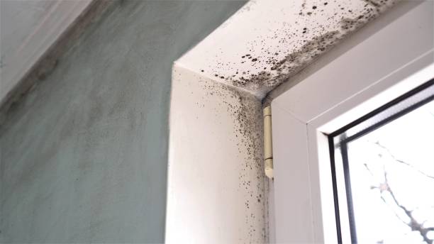 Best Basement Mold Remediation in Krugerville, TX