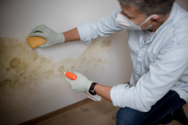Best DIY Mold Remediation Support Services in Krugerville, TX
