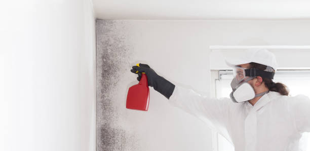 Best Kitchen Mold Remediation in Krugerville, TX