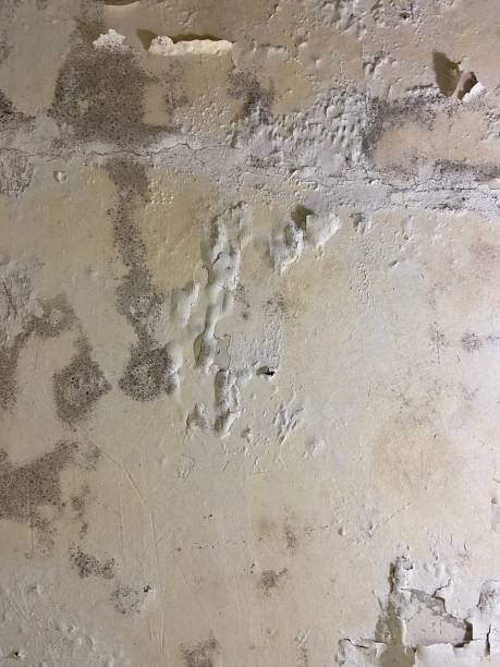 Best Mold Remediation for Schools in Krugerville, TX