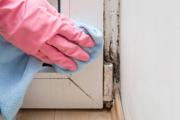 Best Insurance-Related Mold Remediation in Krugerville, TX