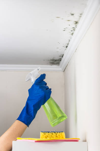 Trusted Krugerville, TX Mold Remediation Experts